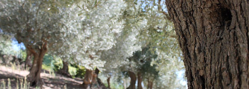 Produzione di Olio Extra Vergine di Oliva